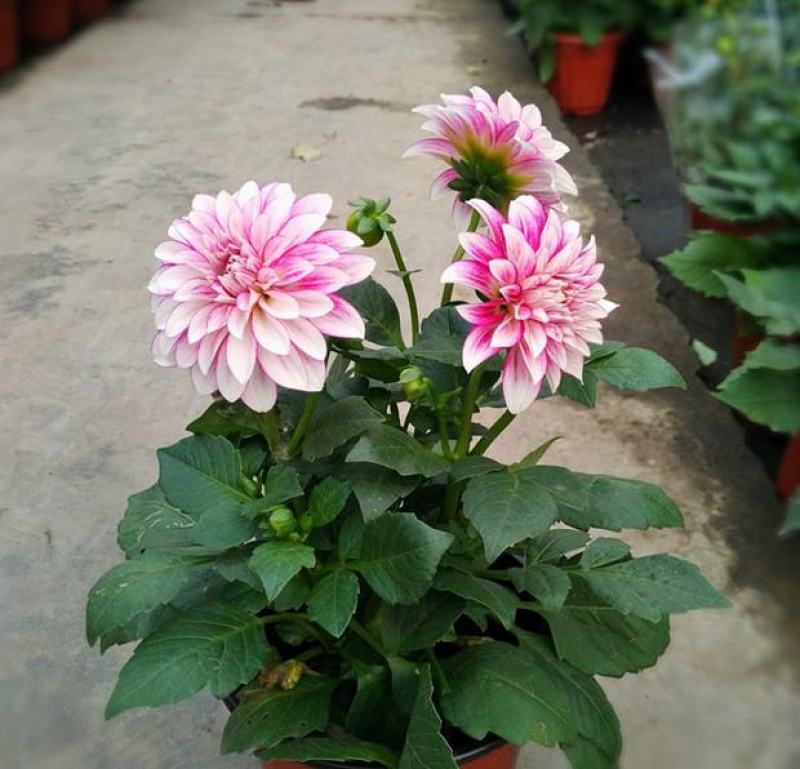 大丽花盆栽花卉带花苞发货花期长植物多年生花卉庭院