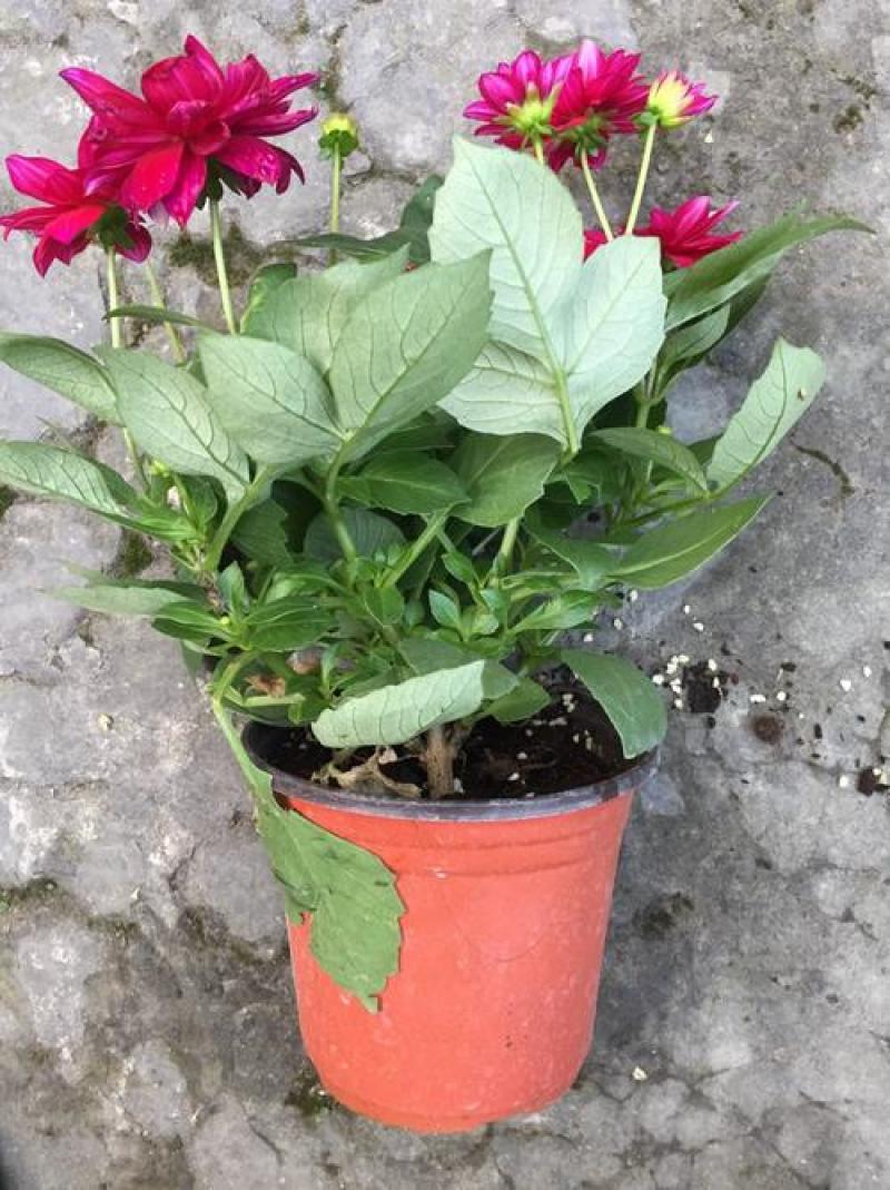 大丽花盆栽花卉带花苞发货花期长植物多年生花卉庭院