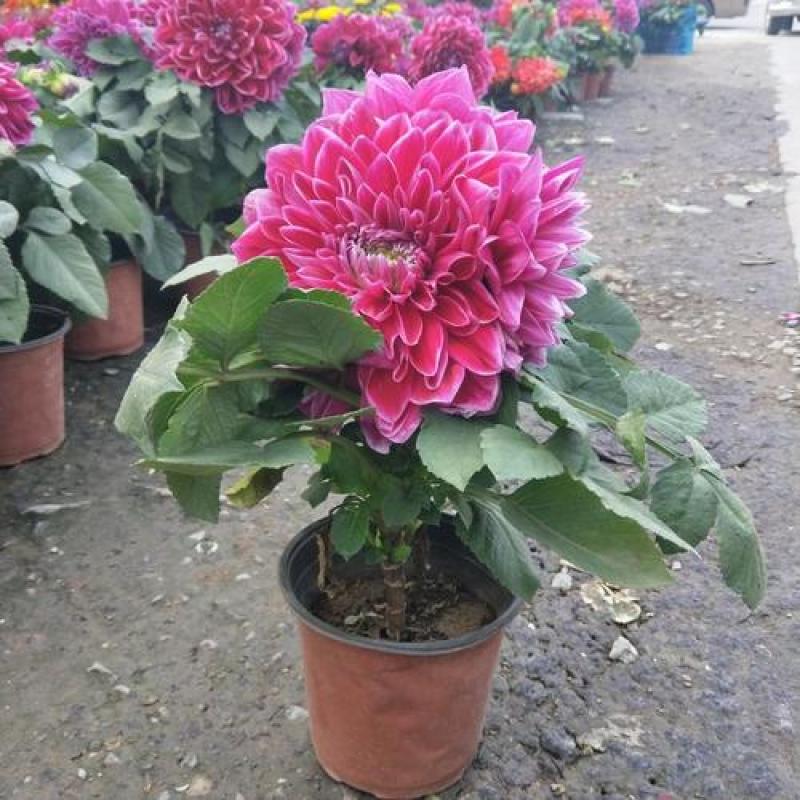 大丽花盆栽花卉带花苞发货花期长植物多年生花卉庭院