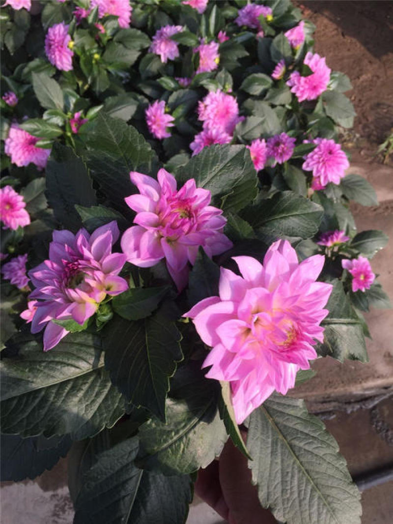大丽花盆栽花卉带花苞发货花期长植物多年生花卉庭院