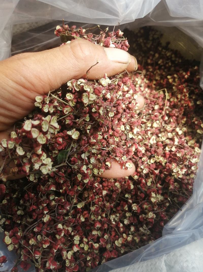 甘肃省，天水市，麦积区花牛镇，精品新鲜花椒，大红袍包邮中