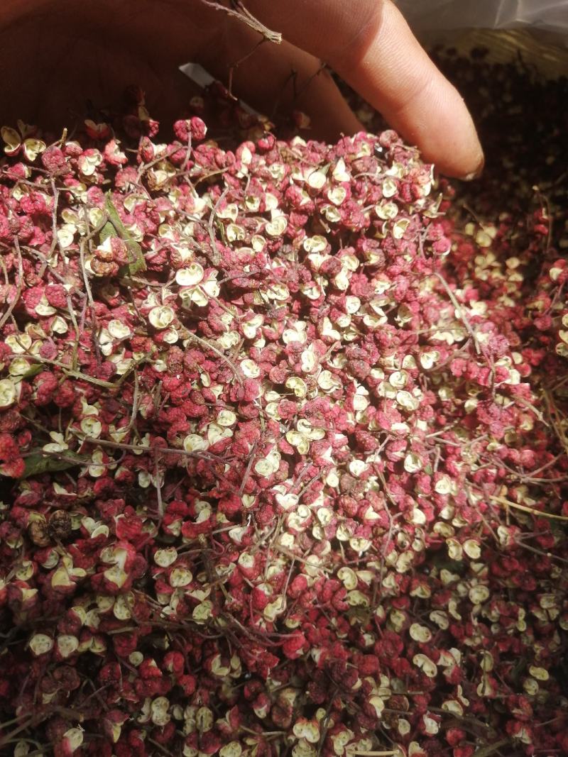 甘肃省，天水市，麦积区花牛镇，精品新鲜花椒，大红袍包邮中