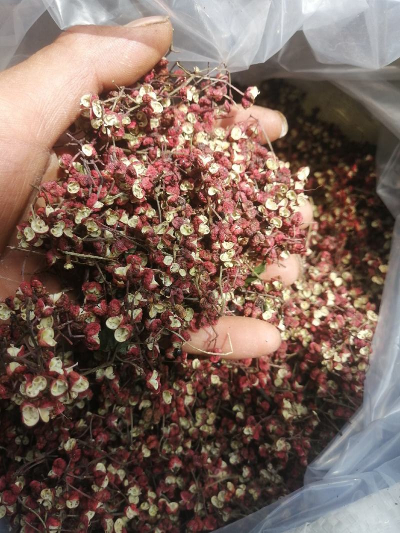 甘肃省，天水市，麦积区花牛镇，精品新鲜花椒，大红袍包邮中