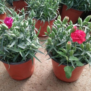 康乃馨盆栽带花苞四季开花不断室内阳台庭院石竹花苗绿植花卉