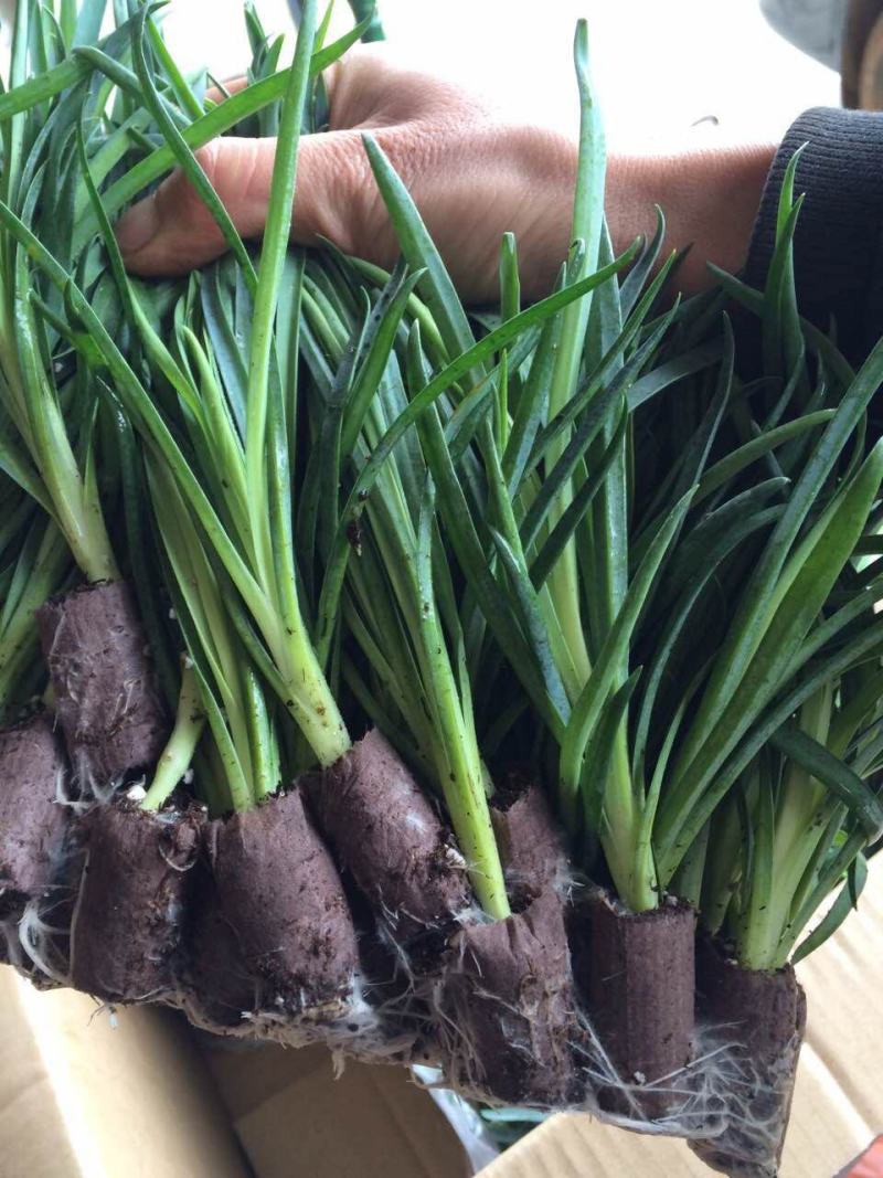 康乃馨盆栽带花苞四季开花不断室内阳台庭院石竹花苗绿植花卉