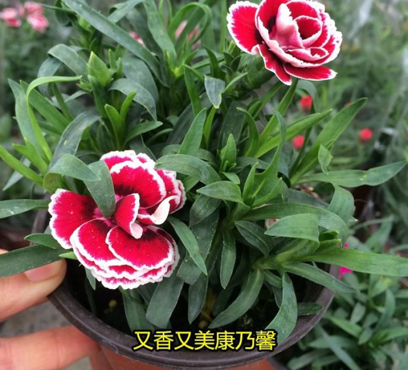 康乃馨盆栽带花苞四季开花不断室内阳台庭院石竹花苗绿植花卉