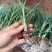 康乃馨盆栽带花苞四季开花不断室内阳台庭院石竹花苗绿植花卉