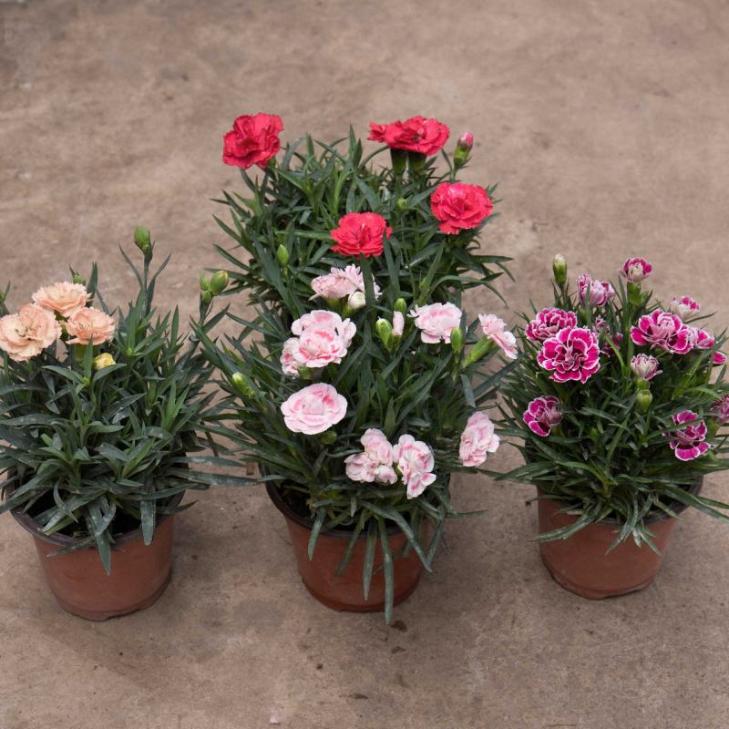 康乃馨盆栽带花苞四季开花不断室内阳台庭院石竹花苗绿植花卉