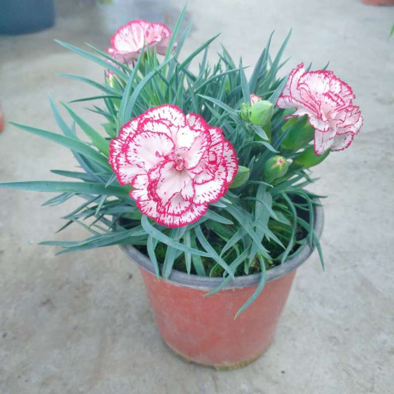 康乃馨盆栽带花苞四季开花不断室内阳台庭院石竹花苗绿植花卉