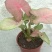 红粉佳人植物盆栽室内水培吸甲醛办公室四季好养绿植植物