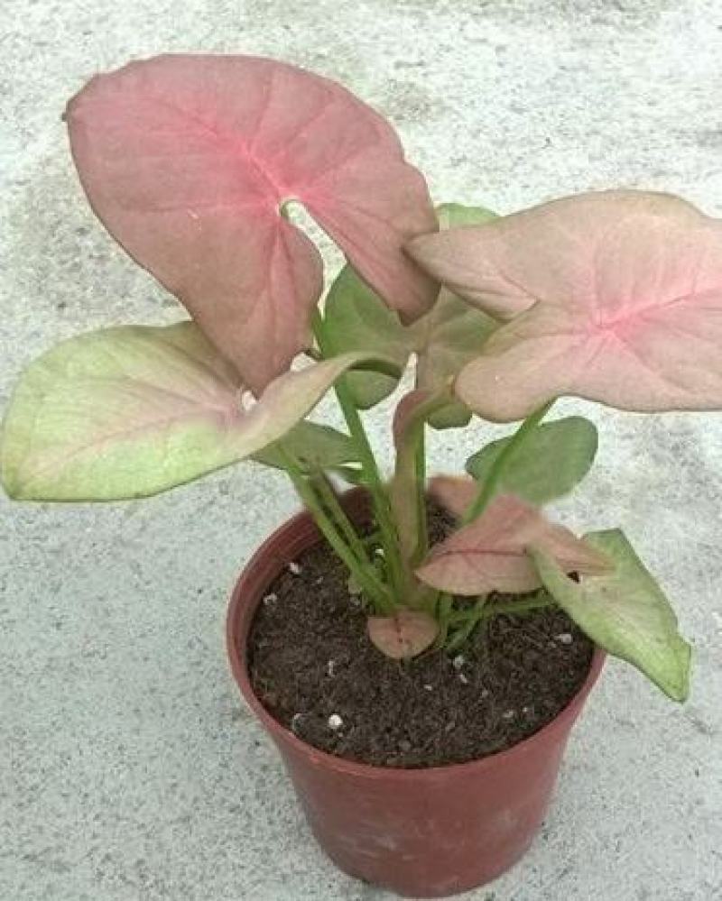 红粉佳人植物盆栽室内水培吸甲醛办公室四季好养绿植植物