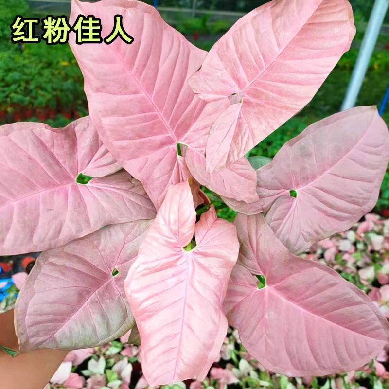 红粉佳人植物盆栽室内水培吸甲醛办公室四季好养绿植植物