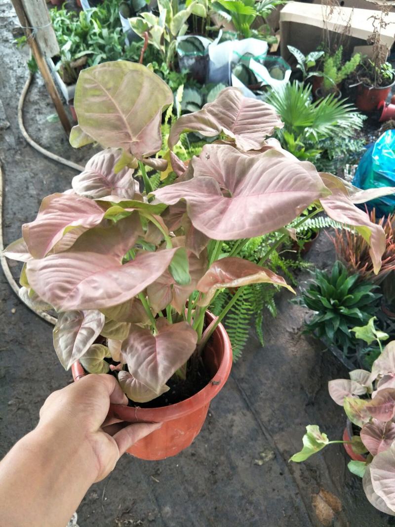 红粉佳人植物盆栽室内水培吸甲醛办公室四季好养绿植植物