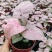 红粉佳人植物盆栽室内水培吸甲醛办公室四季好养绿植植物