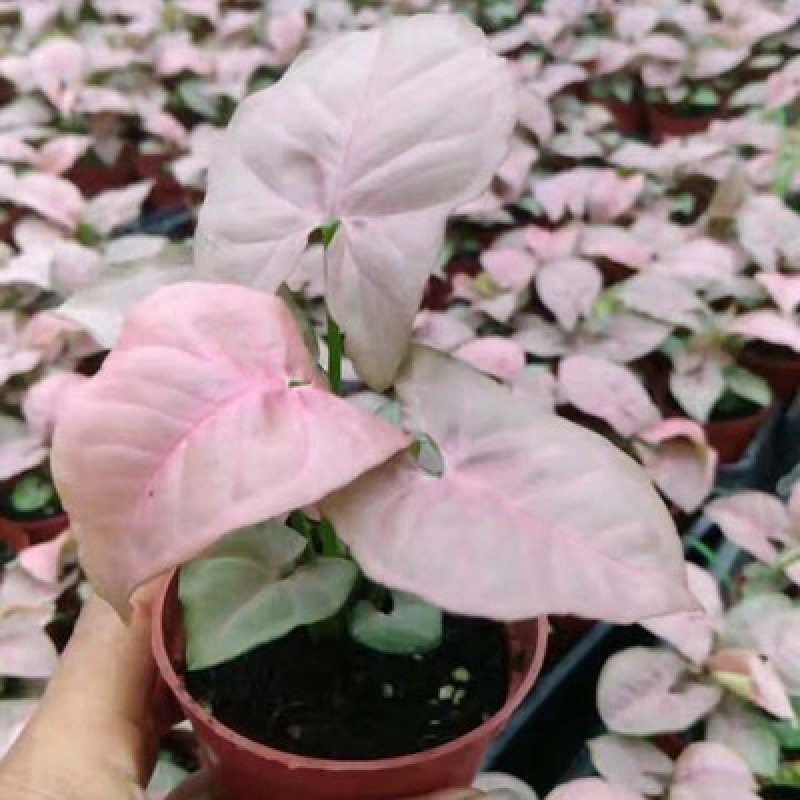 红粉佳人植物盆栽室内水培吸甲醛办公室四季好养绿植植物