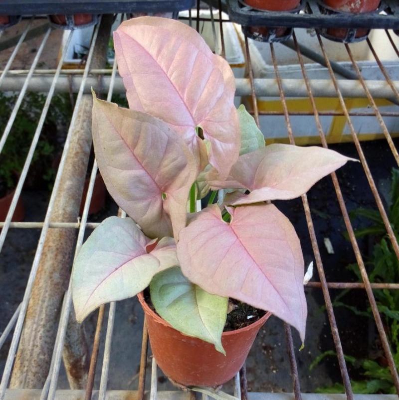 红粉佳人植物盆栽室内水培吸甲醛办公室四季好养绿植植物