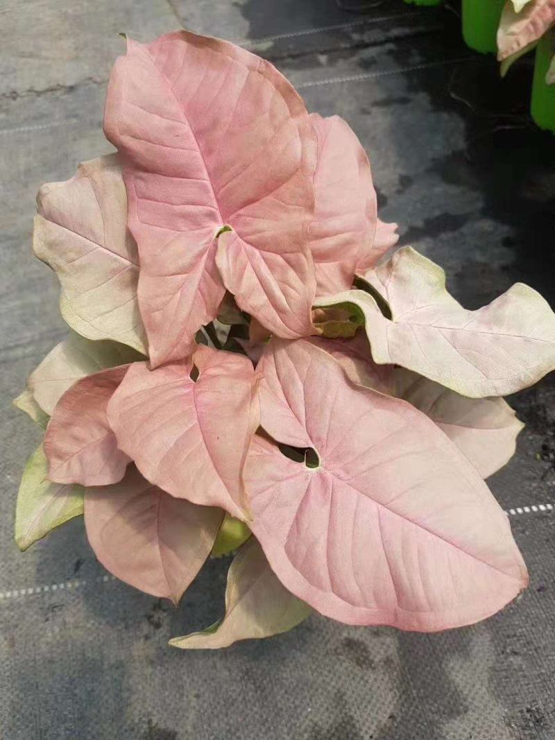 红粉佳人植物盆栽室内水培吸甲醛办公室四季好养绿植植物