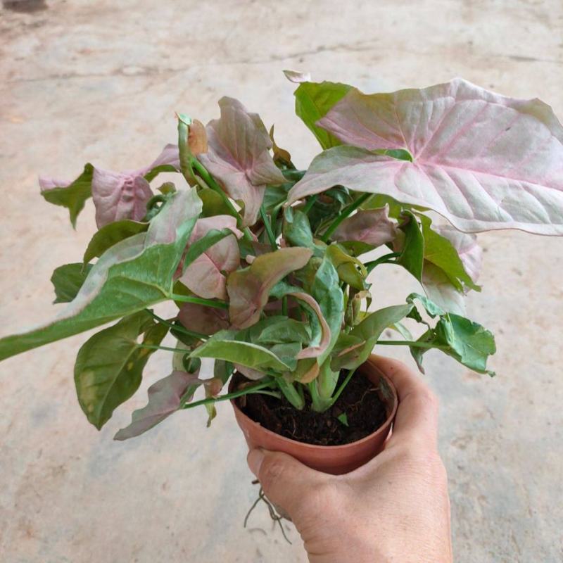 红粉佳人植物盆栽室内水培吸甲醛办公室四季好养绿植植物