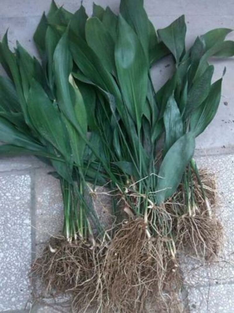 一叶兰盆栽耐冻四季长青室内客厅观叶植物绿植盆景室内耐阴花