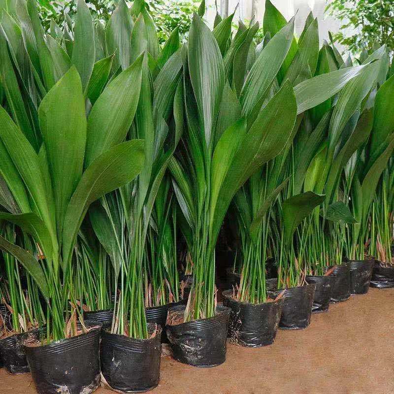 一叶兰盆栽耐冻四季长青室内客厅观叶植物绿植盆景室内耐阴花