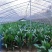 一叶兰盆栽耐冻四季长青室内客厅观叶植物绿植盆景室内耐阴花
