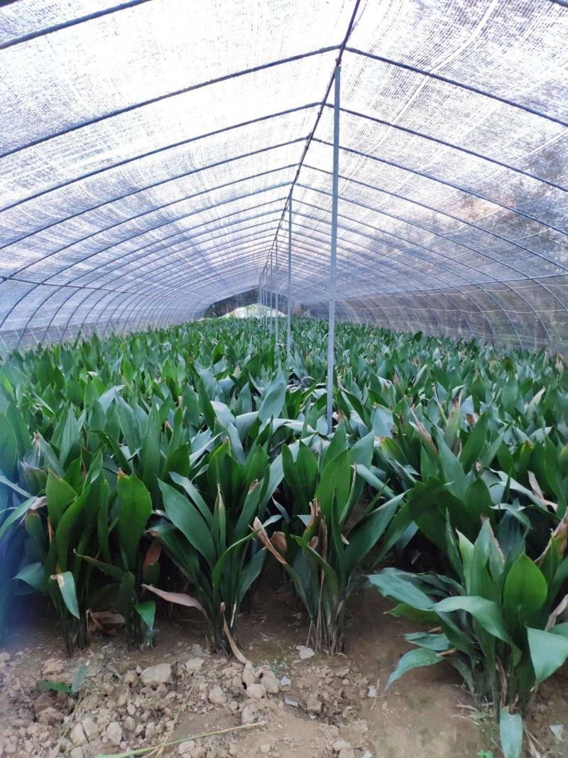 一叶兰盆栽耐冻四季长青室内客厅观叶植物绿植盆景室内耐阴花
