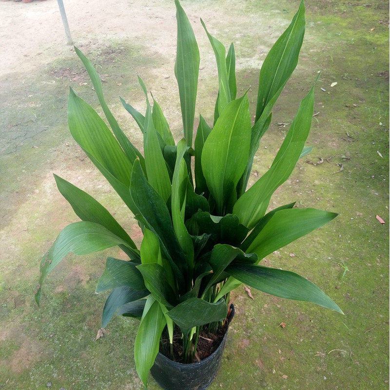 一叶兰盆栽耐冻四季长青室内客厅观叶植物绿植盆景室内耐阴花