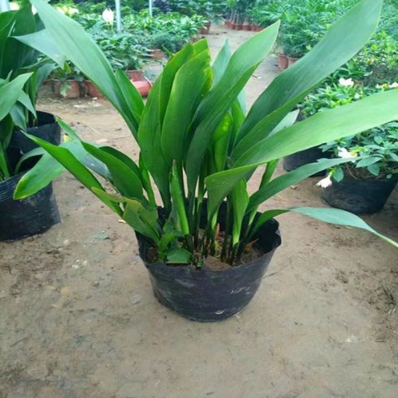 一叶兰盆栽耐冻四季长青室内客厅观叶植物绿植盆景室内耐阴花