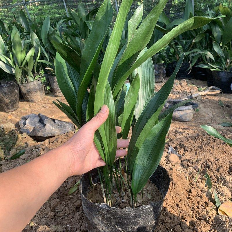 一叶兰盆栽耐冻四季长青室内客厅观叶植物绿植盆景室内耐阴花