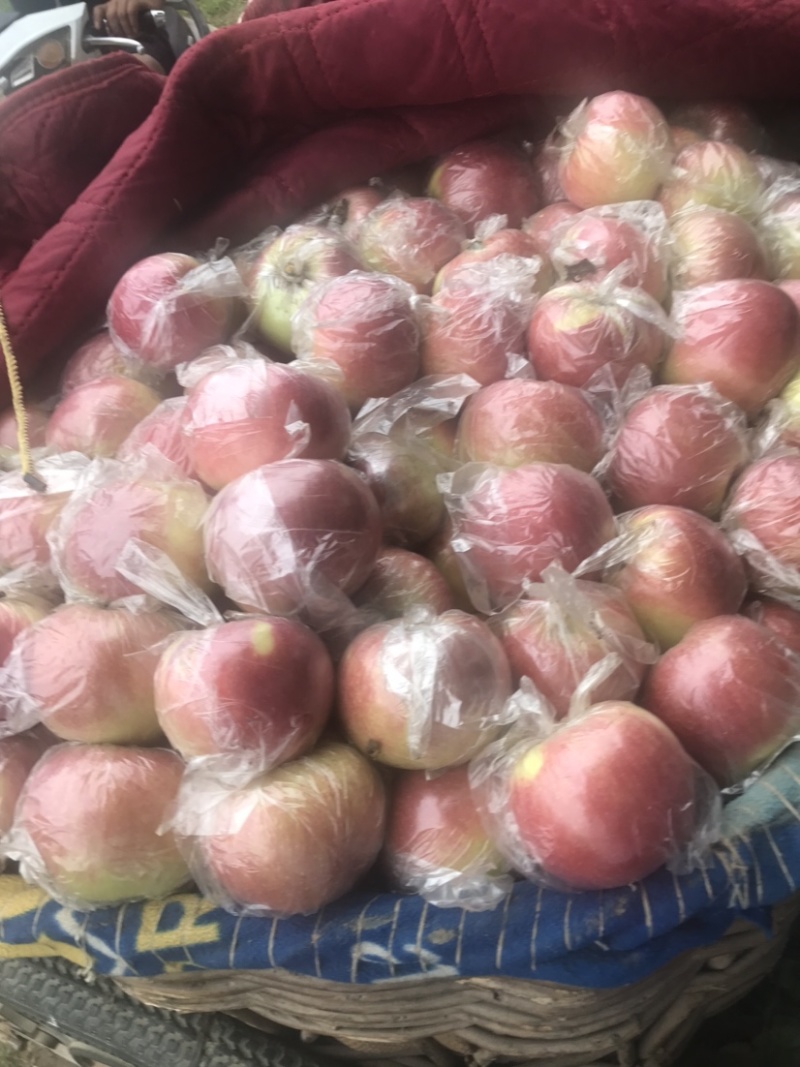 美八苹果上市中，有想法的朋友们抓紧时间联系我