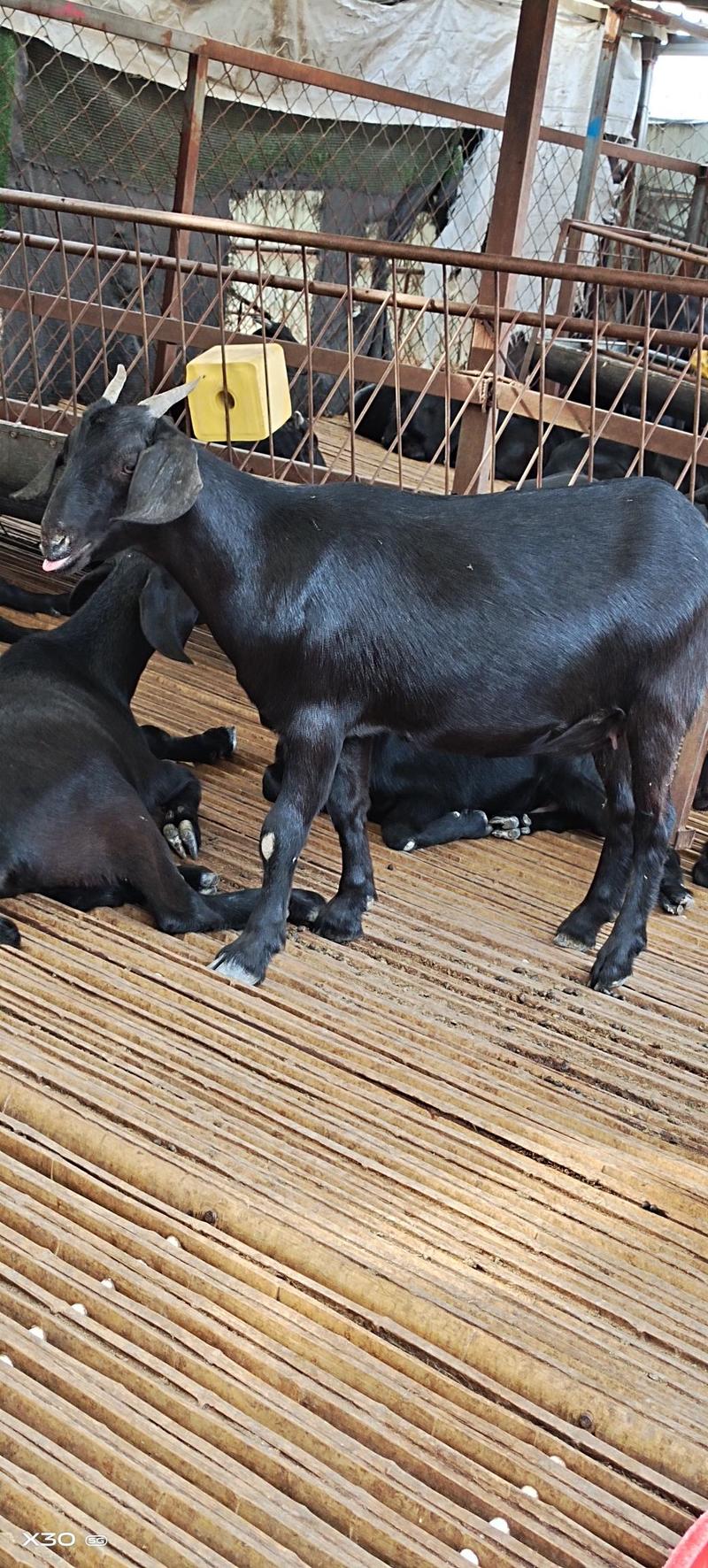 黑山羊努比亚黑山羊繁育黑山羊