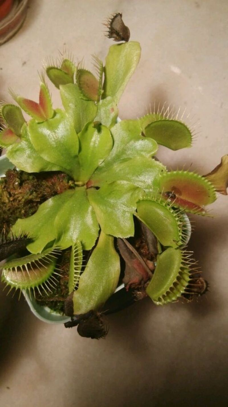 捕蝇草盆栽巨型食人花猪笼草驱蚊草夏季食虫植物室内花卉绿植