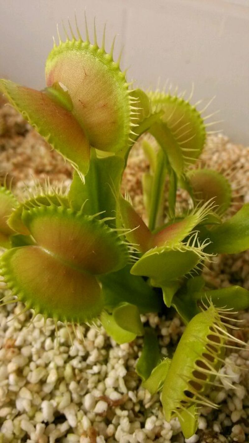捕蝇草盆栽巨型食人花猪笼草驱蚊草夏季食虫植物室内花卉绿植