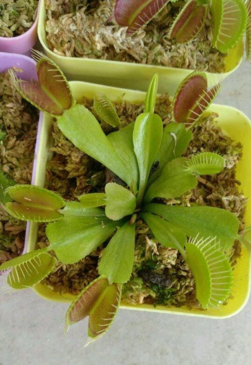捕蝇草盆栽巨型食人花猪笼草驱蚊草夏季食虫植物室内花卉绿植