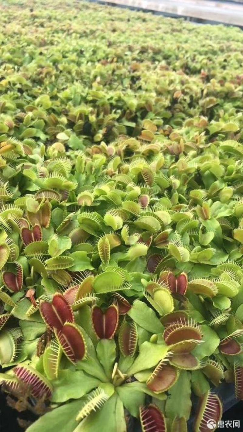 捕蝇草盆栽巨型食人花猪笼草驱蚊草夏季食虫植物室内花卉绿植
