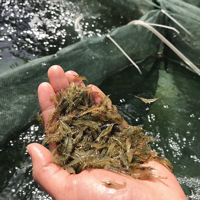 虾苗大量有货常年供应包活到家欢迎全国老板采购