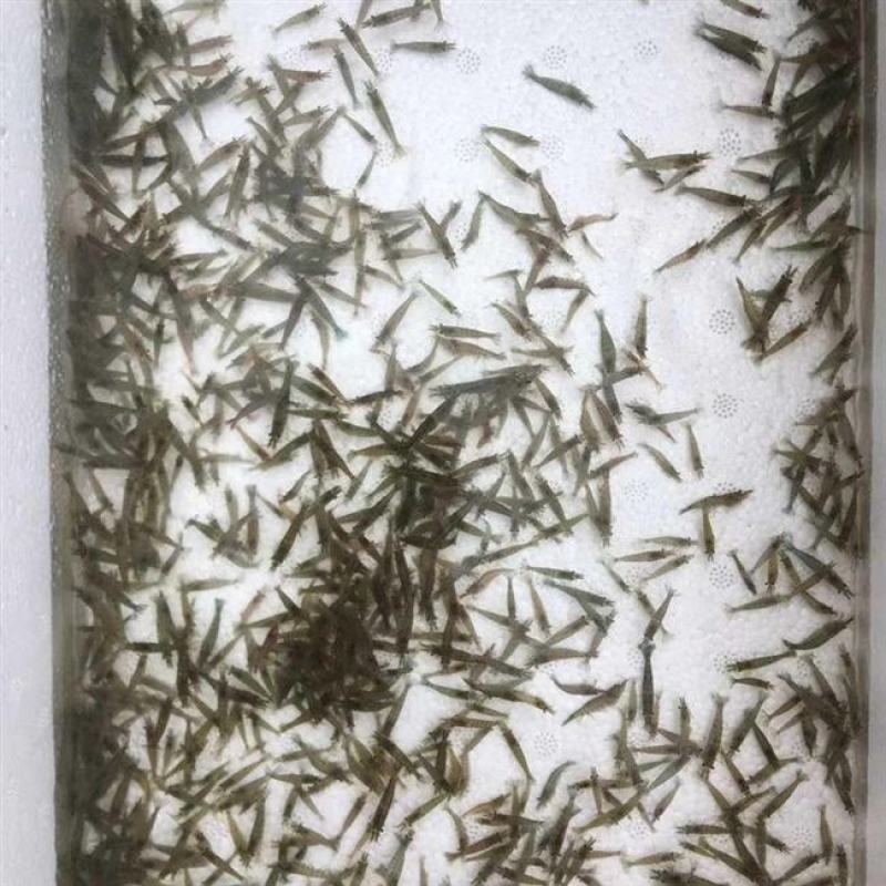虾苗大量有货常年供应包活到家欢迎全国老板采购