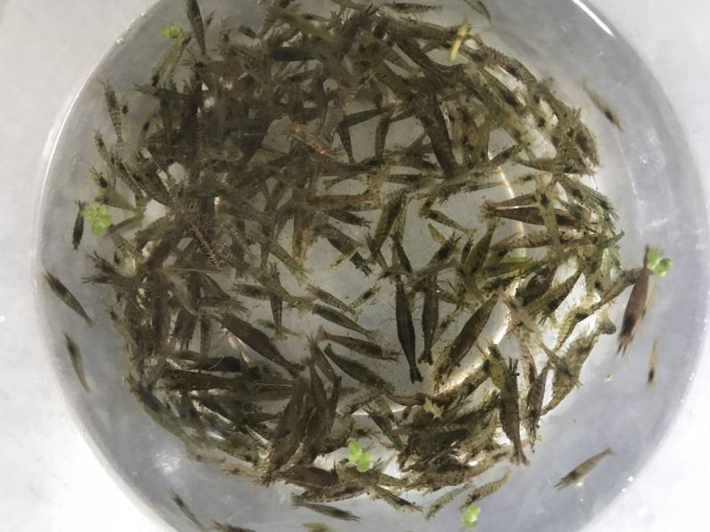 虾苗大量有货常年供应包活到家欢迎全国老板采购