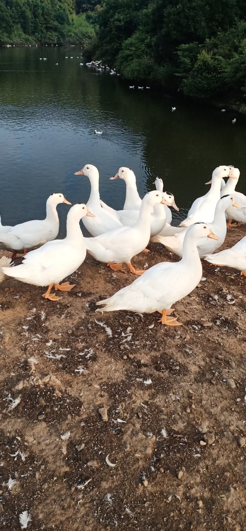 常年出售半番鸭和鹅