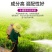流体硼叶面硼肥果蔬保花保果促花芽分化提高座果微量元素