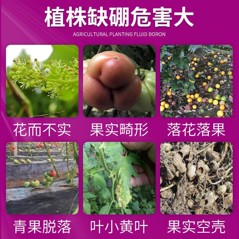 流体硼叶面硼肥果蔬保花保果促花芽分化提高座果微量元素