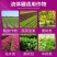流体硼叶面硼肥果蔬保花保果促花芽分化提高座果微量元素