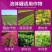 流体硼液体硼叶面硼稳花坐果促花芽分化提高座果微量元素硼肥