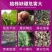 流体硼液体硼叶面硼稳花坐果促花芽分化提高座果微量元素硼肥