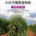 流体硼液体硼叶面硼稳花坐果促花芽分化提高座果微量元素硼肥