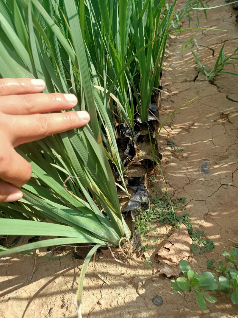 马兰基地马兰价格盆栽马兰绿化马蘭小苗小盆马蔺