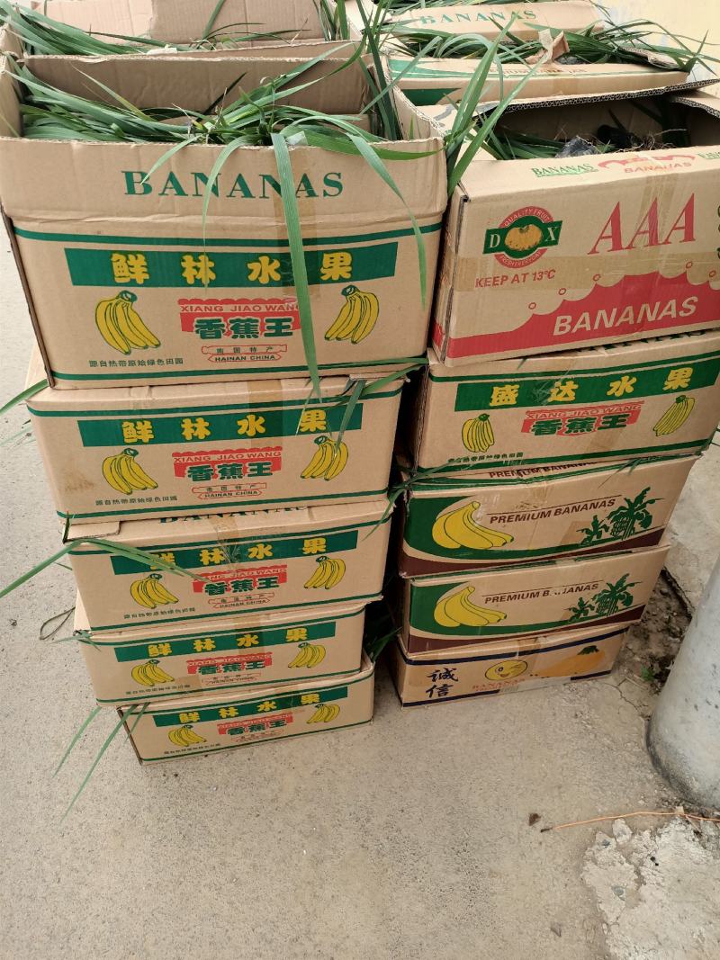 马兰基地马兰价格盆栽马兰绿化马蘭小苗小盆马蔺