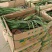 马兰基地马兰价格盆栽马兰绿化马蘭小苗小盆马蔺