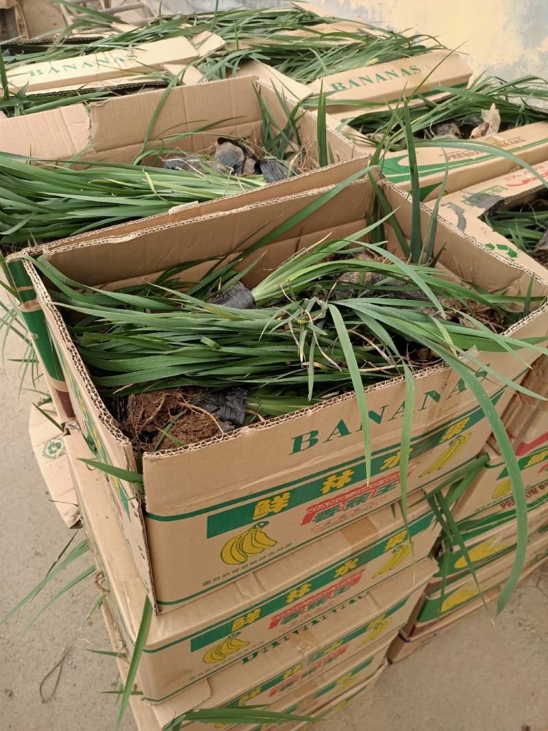马兰基地马兰价格盆栽马兰绿化马蘭小苗小盆马蔺