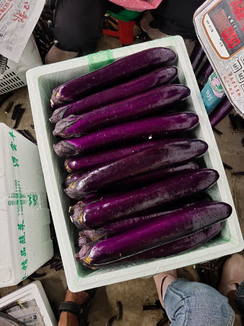 万亩紫长茄大量上市，品质保证欢迎各位老板采购…诚信代办